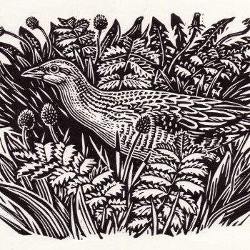 Corncrake in the Meadow by Richard Allen, Linocut print