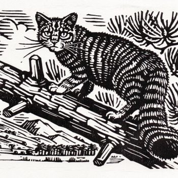 Scottish Wildcat by Richard Allen, Linocut print