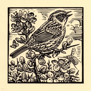 Dunnock by Richard Allen, Linocut