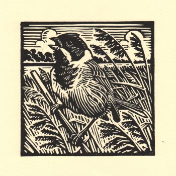 Reed Bunting by Richard Allen, Linocut print