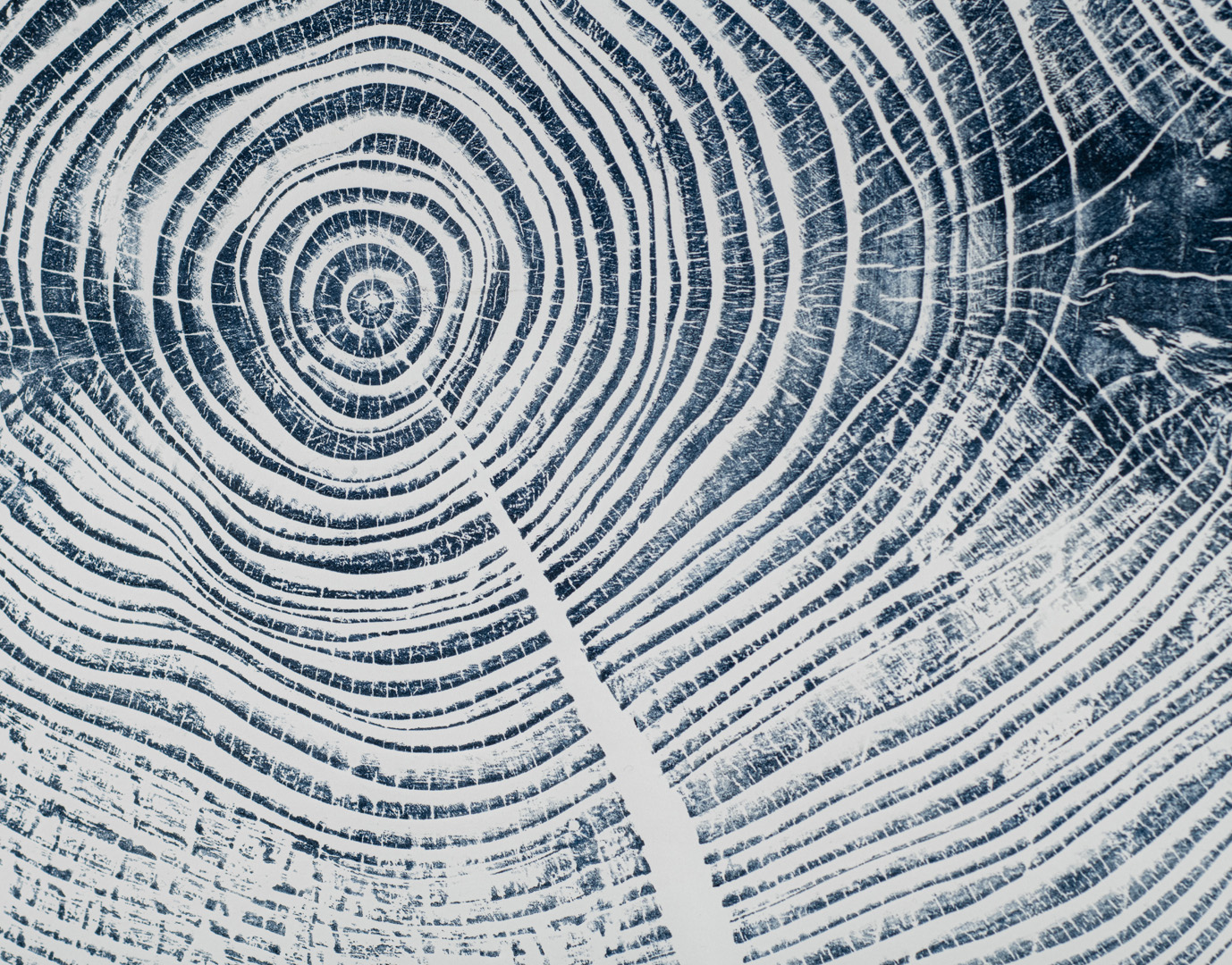 Detail of Silver Fir by Shona Branigan Detail of Silver Fir by Shona Branigan