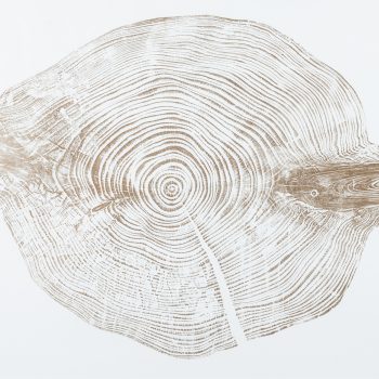 Silver Fir in Gold by Shona Branigan