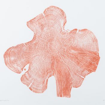 Yew - Red by Shona Branigan.