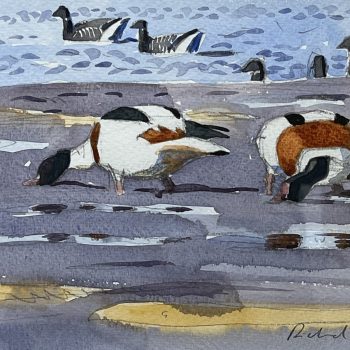 Shelduck and Brent Geese, watercolour painting by Richard Allen SWLA