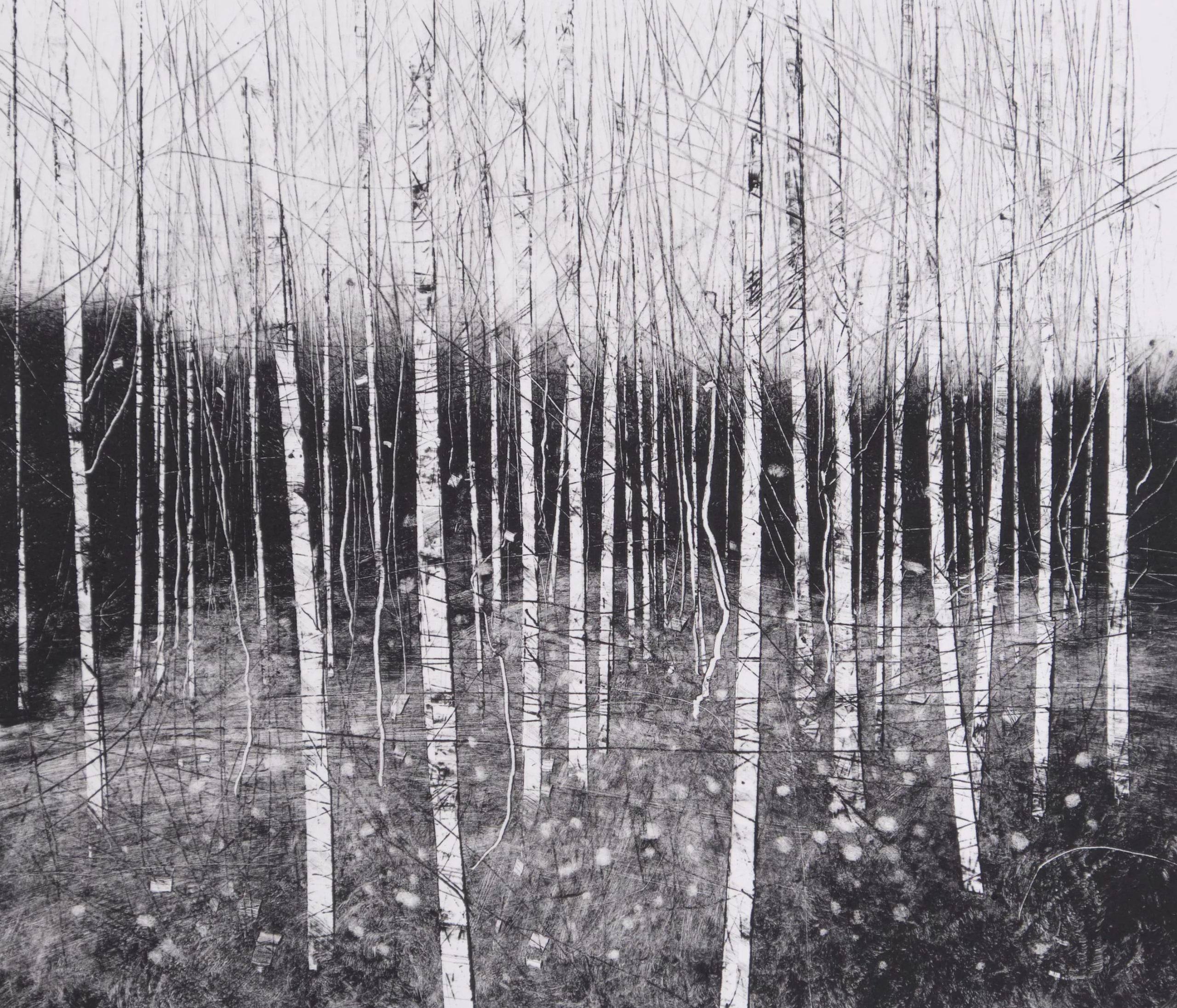Amongst the Birch, 1/1 monoprint by David A Parfitt RI
