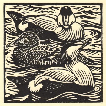 Eiders, limited edition lino cut by Richard Allen SWLA
