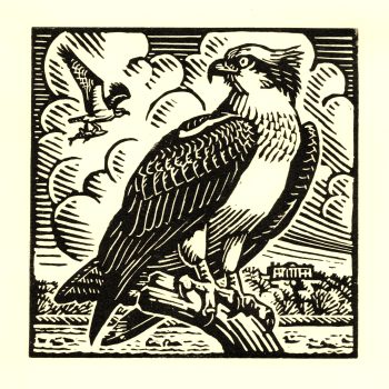 Osprey, limited edition linocut by Richard Allen SWLA