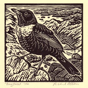 Ring Ouzel, limited edition lino cut by Richard Allen SWLA