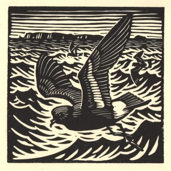 Storm Petrel, limited edition linocut by Richard Allen SWLA