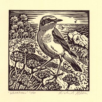 Wheatear, limited edition linocut by Richard Allen SWLA