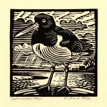 Oystercatcher, limited edition linocut by Richard Allen SWLA