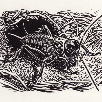 Field Cricket, limited edition linocut by Richard Allen SWLA