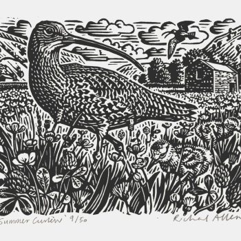 Summer Curlew, limited edition linocut by Richard Allen SWLA
