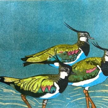 Lapwings, limited edition linocut by Babs Pease
